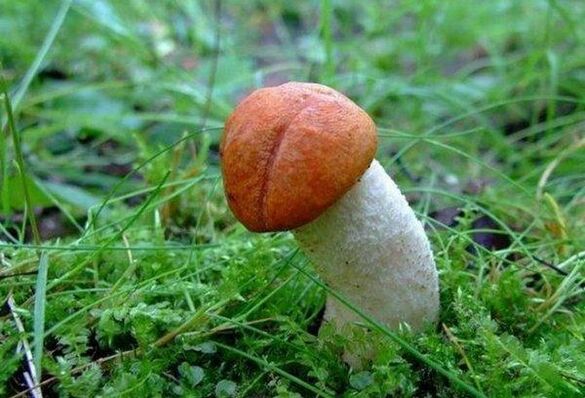 Le champignon symbolise un gland agrandi