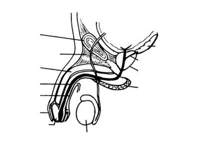 Structure du pénis